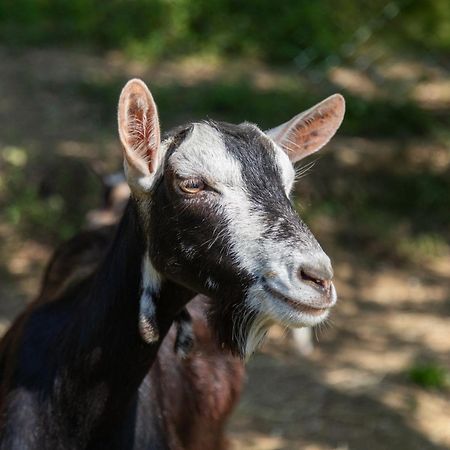 Alpaca Country House 蓬泰代拉 外观 照片