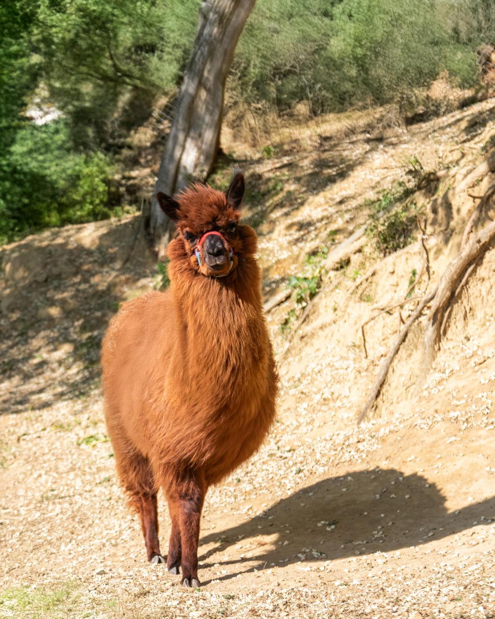 Alpaca Country House 蓬泰代拉 外观 照片
