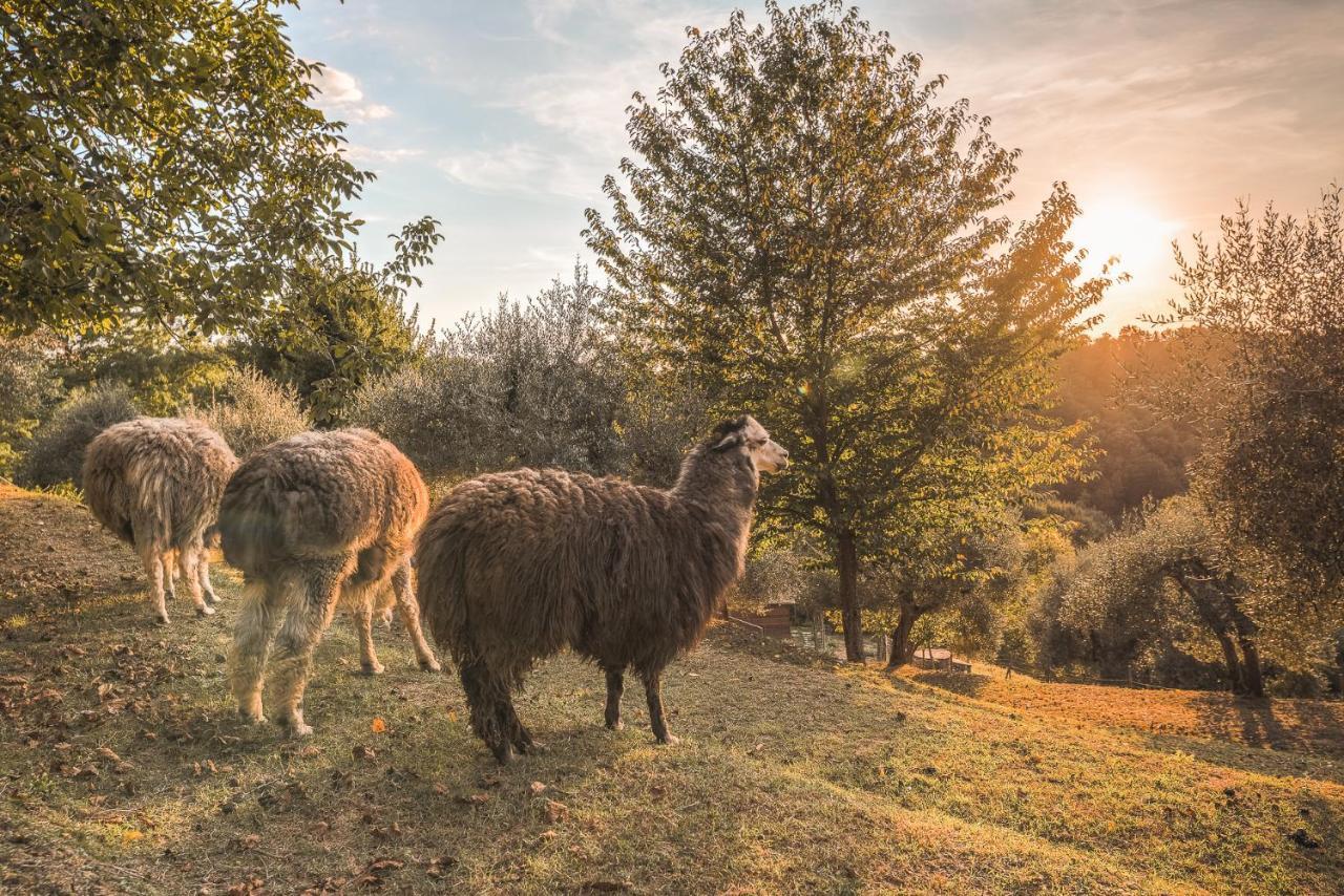 Alpaca Country House 蓬泰代拉 外观 照片